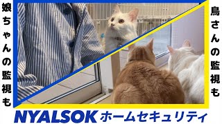 #98【ニャルソック】我が家の猫が自宅警備員になるとこうなります。