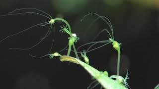 THE TRUTH ABOUT HYDRA IN YOUR AQUARIUM - Do they really eat baby fish and baby shrimp?