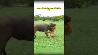 The Lion's Hunt  #LionHunt #SavannahLife #WildlifeEncounter #PredatorPrey #foryou