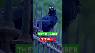 🐦‍⬛ Crows Remember Your Face 😉 Forever ♾️