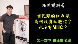 【任圃講科普】142哺乳類的紅血球為何沒有細胞核與粒線體？也沒有MHC？