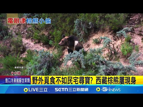 聞香而來? 3熊摸黑闖餐廳 食材全被吃光 西藏早餐店遭洗劫! 兇手竟是"3頭棕熊" │記者盧睿鋐   ｜國際關鍵字20250506│三立iNEWS