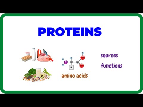 What Are Proteins? — Protein Functions & Structure