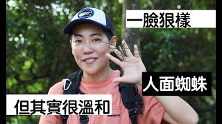 【昆蟲擾西小教室】真的很溫柔的人面蜘蛛 Giant woods spider