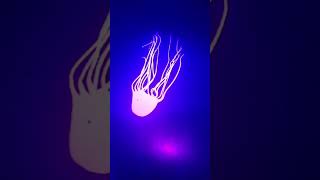Projector #reel #light #jellyfish #projecter