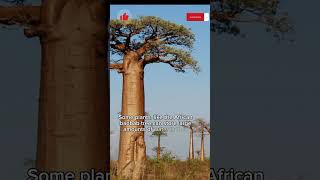 The Uniqueness Of African Boabab Tree #factfile #shorts #shortvideo #uniqueplants