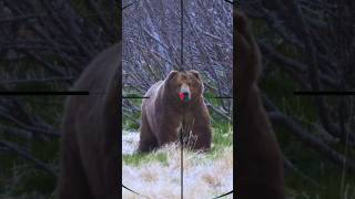 Bear Hunting | ours | orso | دب
