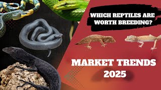 Breeding boom 2025? These reptiles are skyrocketing in value! 🔥 Market trends 2025 📈 | Reptil TV