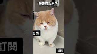 笑死*奇怪主人做菜*我哭了 #詳閱*訂閱增加更多觀看*歡迎按讚訂閱分享開啟小鈴鐺