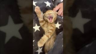 あくびの仕方が、世界一可愛い子猫 #shorts