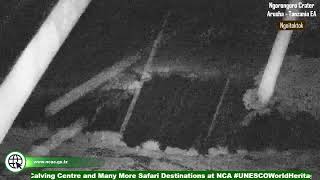 Ndutu and Ngorongoro Crater Live Streaming