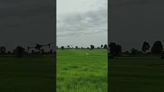 Dogs running a drone flying #drone #vtuber #genshinimpact #cute #waifu #anime #towart #viviring