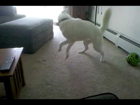 Mya play