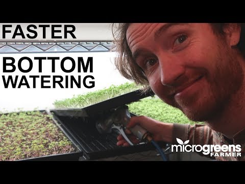 How to speed up your microgreens bottom watering