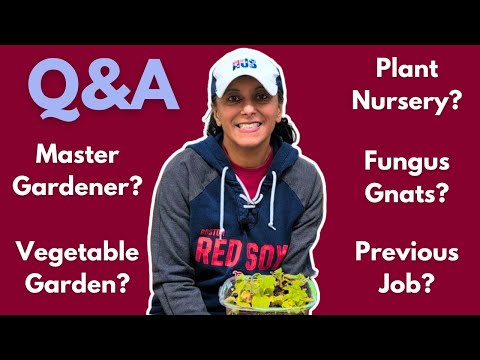 Q&A | Getting Rid of Fungus Gnats | How To Sell Plants From Home |  || Budget Gardening