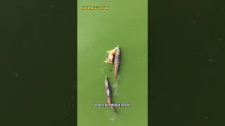 神秘的亞馬遜雨林，被成為地球之肺，也是人類不敢踏足的禁區#亞馬遜 #神奇的大自然 #野生動物零距離2