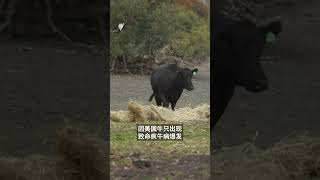 澳大利亚解除美国牛肉进口限制，能换来美国关税“好处”吗？ | SBS中文