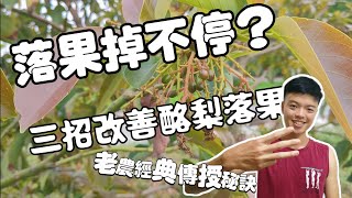 經典三招 教你如何防止酪梨落果 | 坐果期必學老農夫傳授秘技 | 酪梨種植教學 改善結果減少落果 | 牛油果種植教學 | Prevent avocado from falling | 紅龍兄有賣酪梨
