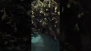 Z Security for Mango 🥭😱#shortsfeed #youtubesearch #hastag #zsecurity #mango #india #homesecurity