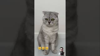 eating cat #cat #funny #catlover #catlovers #food #cute #animation #animals #catlife #catlife