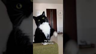 Suddenly entered charging mode…  #catsofyoutube #cat #sillycat