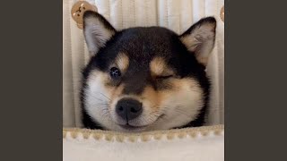 甜甜的恋爱