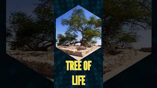 Tree of Life #treeoflife #youtubeshorts #shortfeed #shortvideo #shorts #trendingshorts #viralshorts