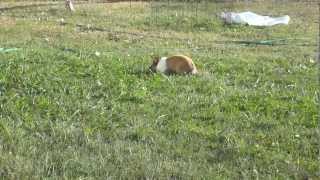 My Pet Rabbit, Phatt`butt