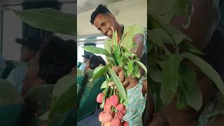 Muzaffarpur ke lichia #lichi #lichia #muzaffarpurlichi #lichitv #shorts