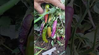 Midwest Kansas Chaos Peppers
