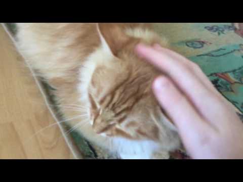 Just a random video of Pusa ♡