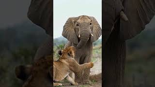 #NywildAnimalsnatury#WildAnimalsnatury#WildAnimals #Wildlife #NatureLovers#MountainSplit #EpicNature
