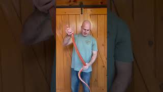 Size Of An Adult Male Corn Snake