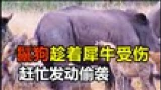 鬣狗趁着犀牛受伤，赶忙发动偷袭，攻击失利转头朝角马们冲去#大自然 #動物 #動物故事 #動物世界 #動物狩獵 #野生動物 #鬣狗