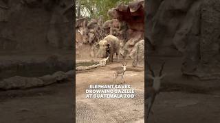 Elephant saves drowning gazelle at Guatemala zoo