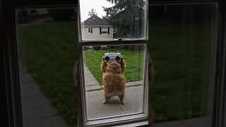 Radio Cat #cat #dance #shorts