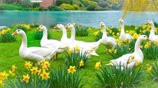 Relaxing Nature Moments 🌿 Release All Negativity & Embrace Peace ~ Uplift Your Soul with Goose ♥️