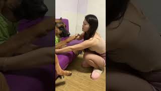 #不养狗不知道养狗的乐趣 #德牧
