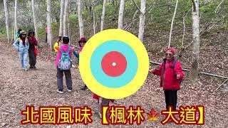 20210220天奇山賞昭和櫻