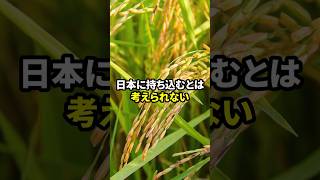 稲作は日本起源？定説を覆す衝撃の新事実とは？ #歴女は古代史を語りたい #古代史 #日本史 #日本史解説 #歴史解説