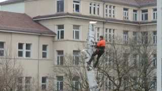 Baumfäller bei der Arbeit