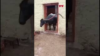 Smart Buffalo🐃🦬سمجھدار بھینس #shorts #youtubeshorts #animalsworld #buffalo #buffalovideo #cowbuffalo