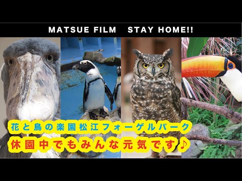 【STAY HOME】島根県松江市から皆様へ〜松江フォーゲルパーク〜