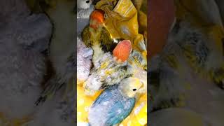 #ytshorts #lovebirds #bird #viral #parrot #birdlove  new baby available 🕊️