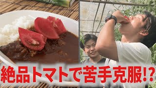 [Must see for those who hate tomatoes] Will you be able to eat delicious tomato curry!? / Shibao ...