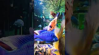 #waterpuppies #m4l #seedof6ix