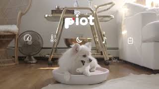 Introducing Smart Iot Petcare Solution