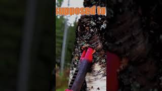 This is NOT a Healthy Birch