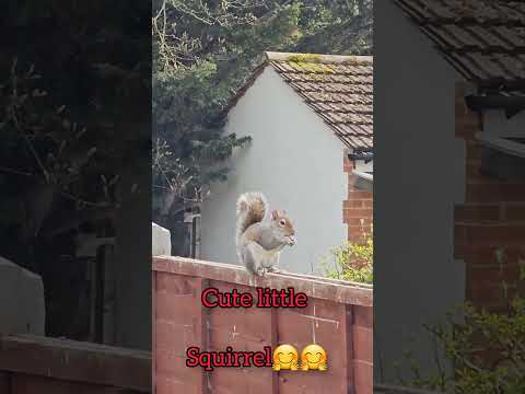 Cuteness overloaded Little Squirrel🐿 enjoying her meal #shorts