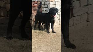 6 Month Labrador #black #labrador #video #6months
